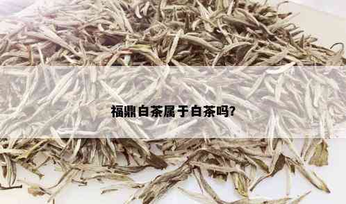 福鼎白茶属于白茶吗？