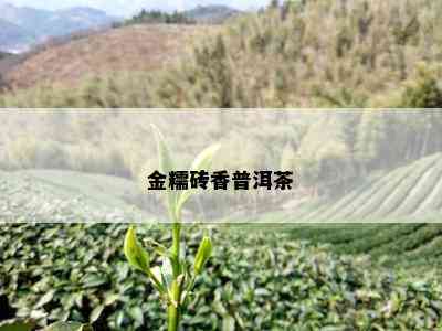 金糯砖香普洱茶