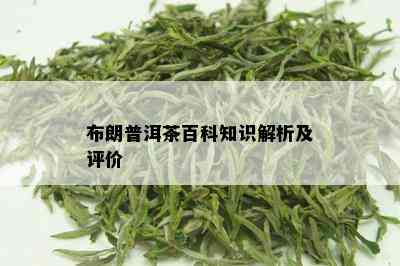 布朗普洱茶百科知识解析及评价