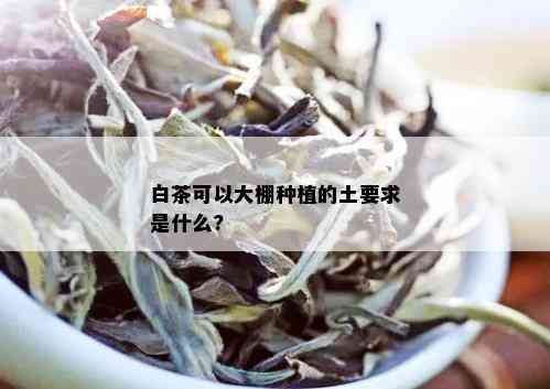 白茶可以大棚种植的土要求是什么?