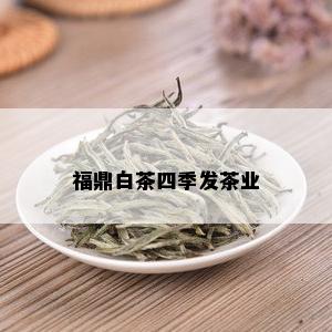 福鼎白茶四季发茶业