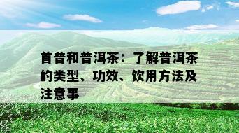 首普和普洱茶：了解普洱茶的类型、功效、饮用方法及注意事