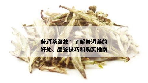 普洱茶洛捷：了解普洱茶的好处、品鉴技巧和购买指南