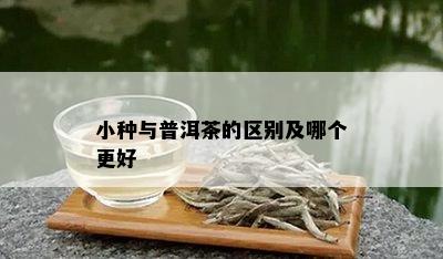 小种与普洱茶的区别及哪个更好