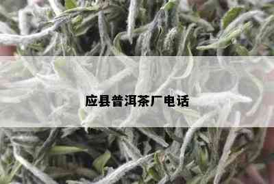 应县普洱茶厂电话