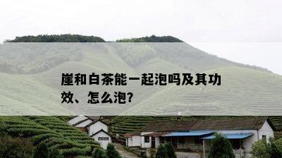 崖和白茶能一起泡吗及其功效、怎么泡？