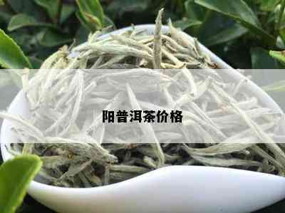 阳普洱茶价格