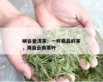 峡谷普洱茶：一杯极品的茶，源自云南茶叶