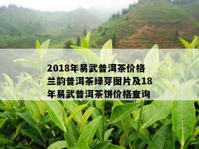 2018年易武普洱茶价格兰韵普洱茶绿芽图片及18年易武普洱茶饼价格查询