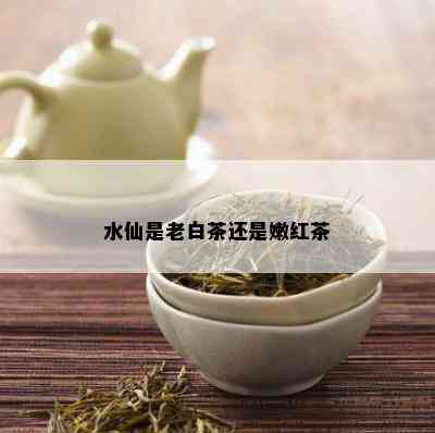 水仙是老白茶还是嫩红茶