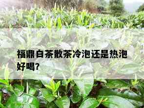 福鼎白茶散茶冷泡还是热泡好喝？