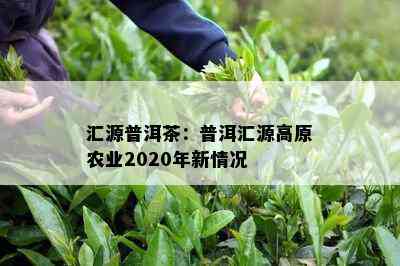 汇源普洱茶：普洱汇源高原农业2020年新情况