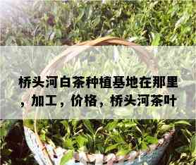 桥头河白茶种植基地在那里，加工，价格，桥头河茶叶