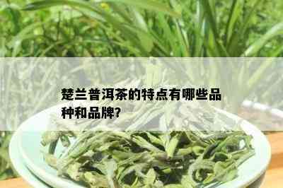 楚兰普洱茶的特点有哪些品种和品牌？