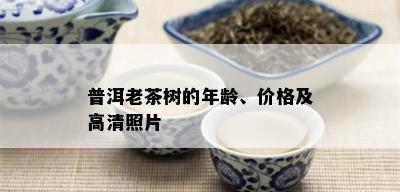 普洱老茶树的年龄、价格及高清照片