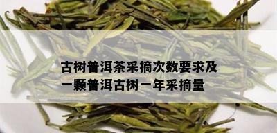 古树普洱茶采摘次数要求及一颗普洱古树一年采摘量