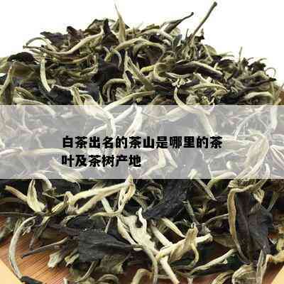 白茶出名的茶山是哪里的茶叶及茶树产地