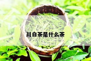 川白茶是什么茶