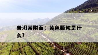 普洱茶附面：黄色颗粒是什么？