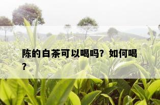 陈的白茶可以喝吗？如何喝？