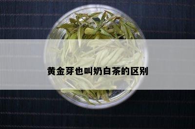 黄金芽也叫奶白茶的区别