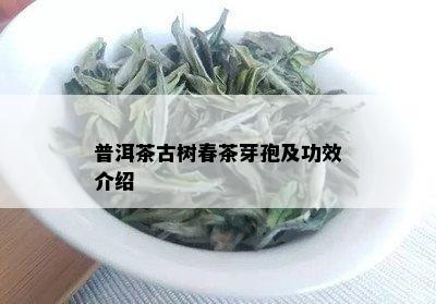 普洱茶古树春茶芽孢及功效介绍