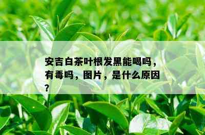 安吉白茶叶根发黑能喝吗，有吗，图片，是什么原因？