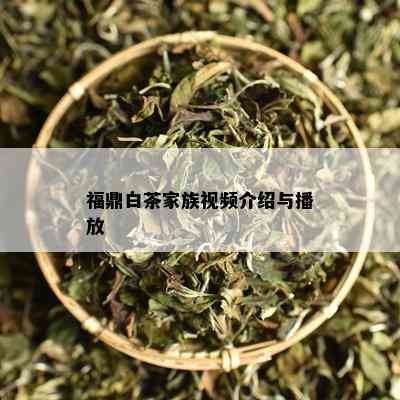 福鼎白茶家族视频介绍与播放