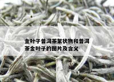 金叶子普洱茶絮状物和普洱茶金叶子的图片及含义