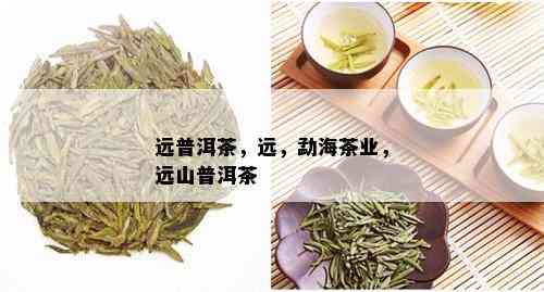 远普洱茶，远，勐海茶业，远山普洱茶