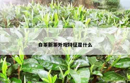 白茶新茶外观特征是什么