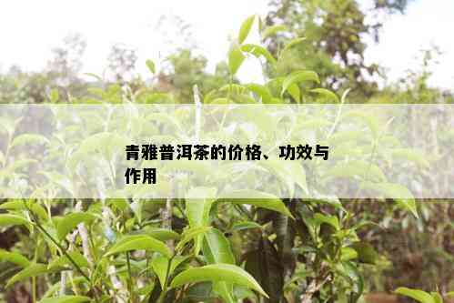 青雅普洱茶的价格、功效与作用