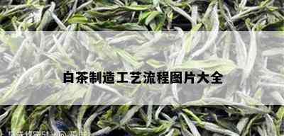 白茶制造工艺流程图片大全