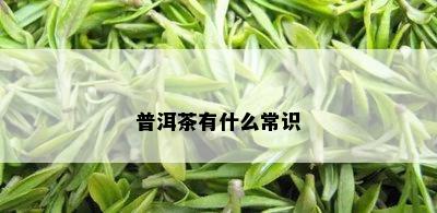 普洱茶有什么常识