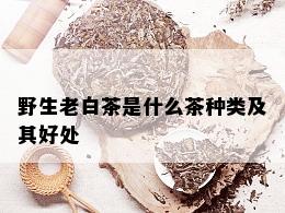 野生老白茶是什么茶种类及其好处