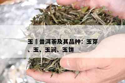 玉珮普洱茶及其品种：玉芽、玉、玉润、玉饼