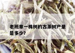 老班章一株树的古茶树产量是多少？