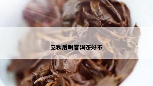 立秋后喝普洱茶好不