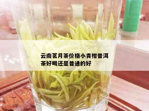 云南茗月茶价格小青柑普洱茶好喝还是普通的好