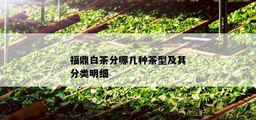 福鼎白茶分哪几种茶型及其分类明细