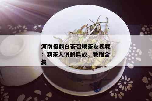 河南福鼎白茶召唤茶友视频：制茶人讲解典故，教程全集