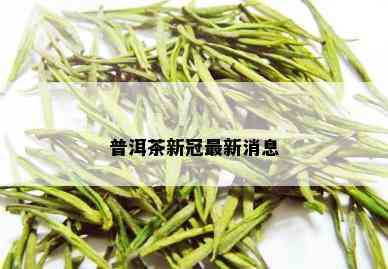 普洱茶新冠最新消息