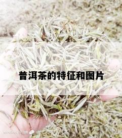 普洱茶的特征和图片