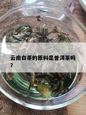 云南白茶的原料是普洱茶吗？