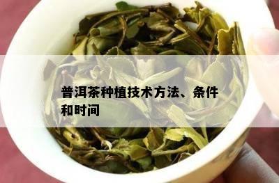 普洱茶种植技术方法、条件和时间