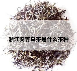 浙江安吉白茶是什么茶种