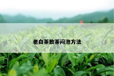 老白茶散茶闷泡方法