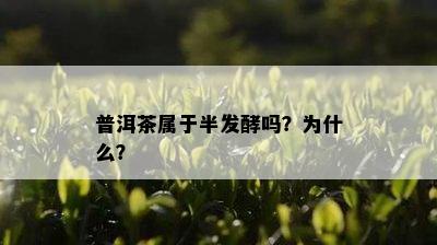 普洱茶属于半发酵吗？为什么？