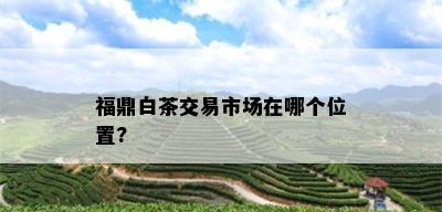 福鼎白茶交易市场在哪个位置?