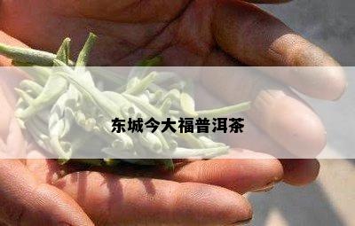 东城今大福普洱茶